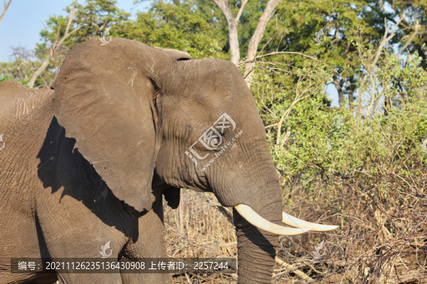 大象與非洲動物