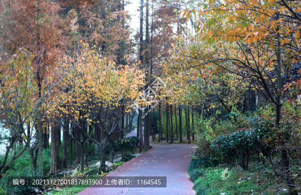 公園秋色