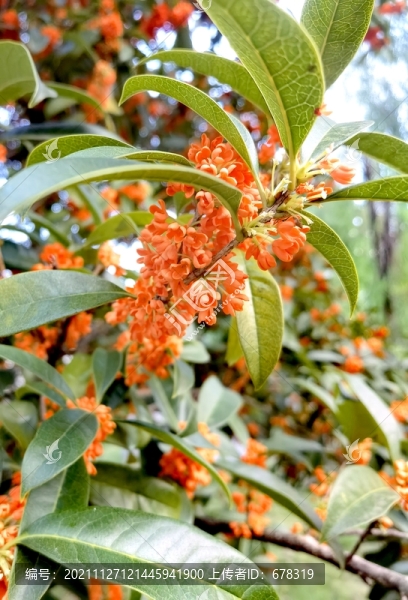 桂花