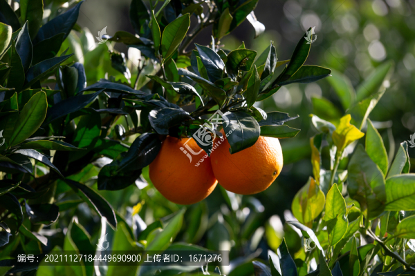 臍橙