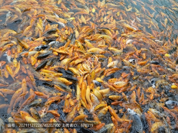 錦鯉