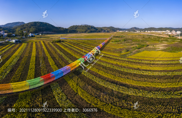 廣西梧州色彩斑斕五彩稻