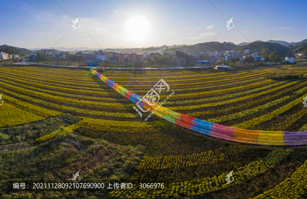 廣西梧州色彩斑斕五彩稻