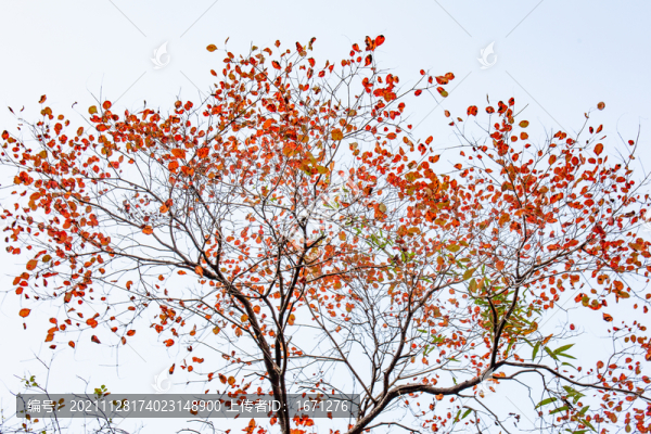 紅葉