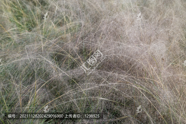 粉黛紋理