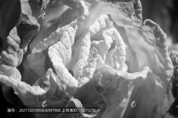 褶皺紋