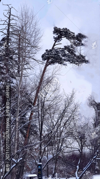 雪映美人松