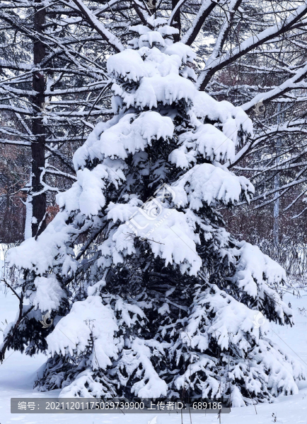 風雪蒼松