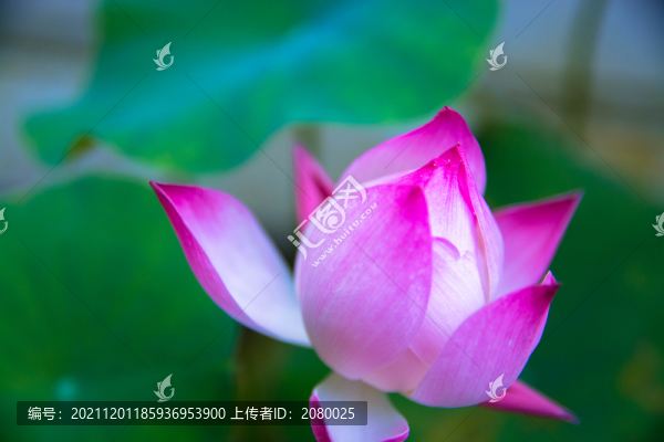 中國浙江省杭州市西湖荷花