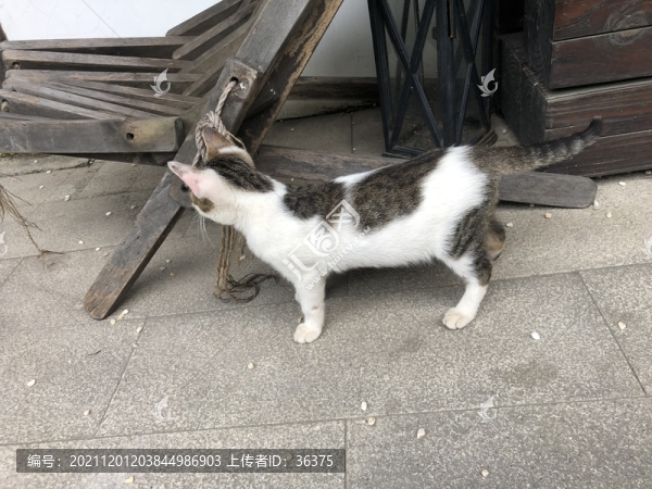 小貓