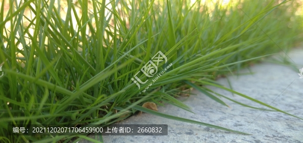 草
