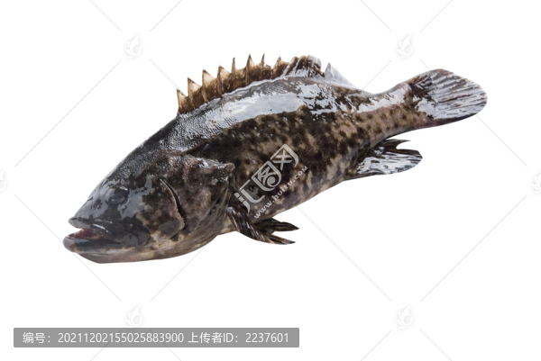 石斑魚