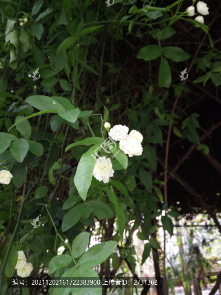 木香花