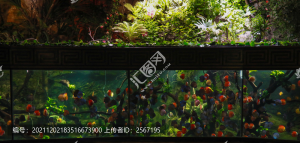 魚(yú)缸植物生態(tài)系統(tǒng)