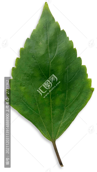 破壞草標本