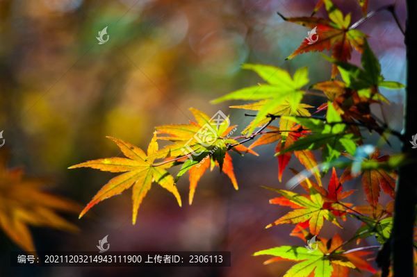 楓葉