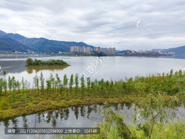 湖面水杉