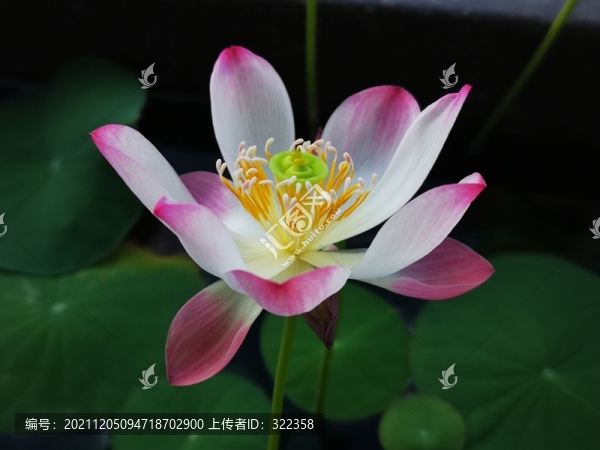 碗蓮