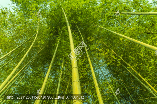 竹園竹林