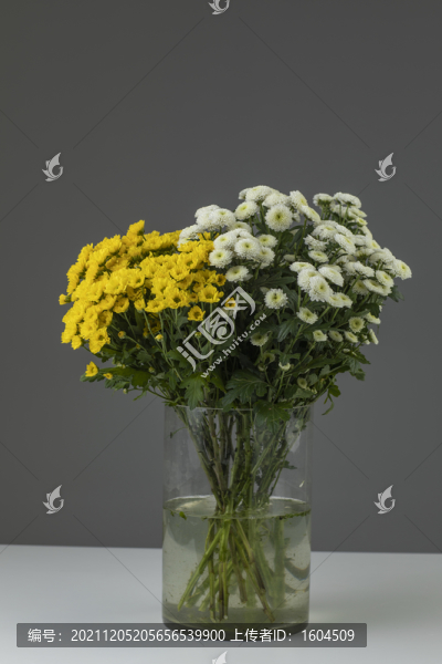 小雛菊鮮花高清大圖