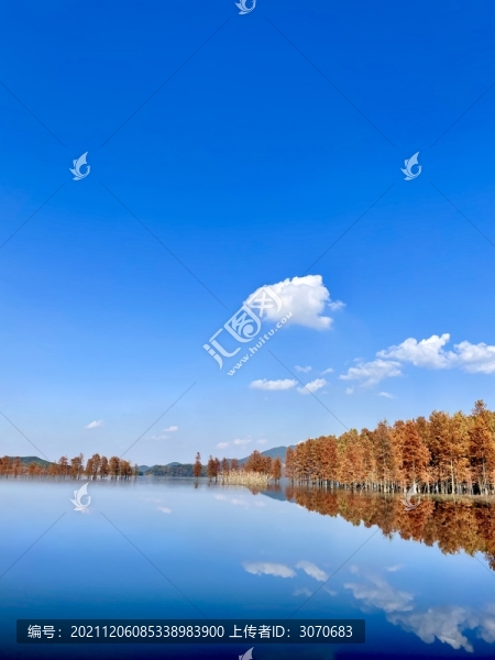 水杉林