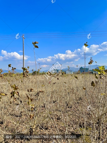 樹
