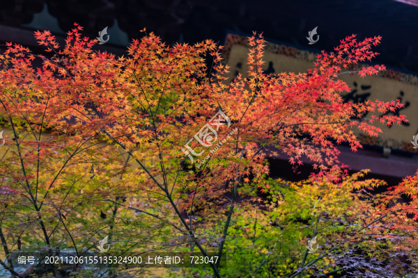 杭州永福寺秋色