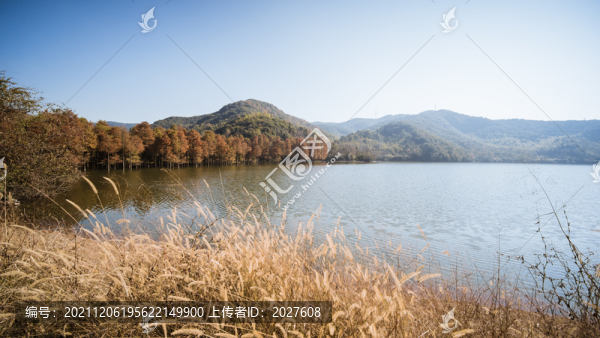 紹興石井水庫秋日水杉林