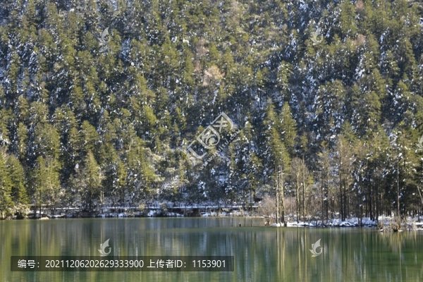 雪山森林