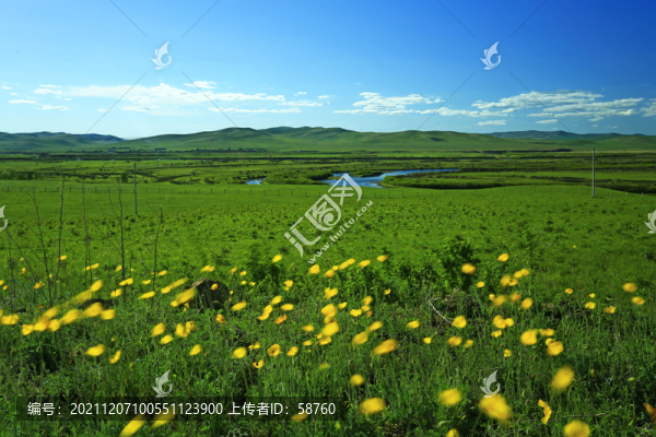 綠色牧場花叢