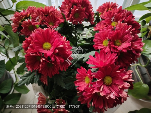 菊花