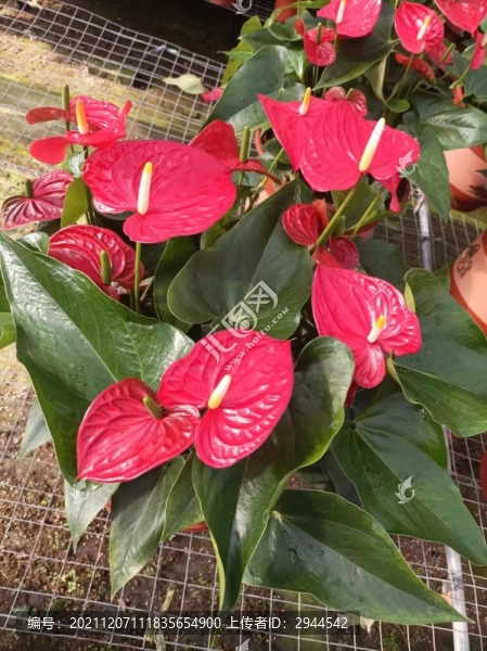 紅掌