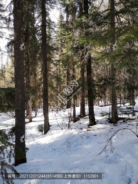 雪地森林
