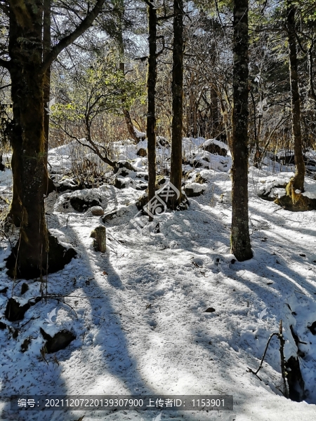 雪地森林