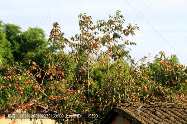 柿子樹