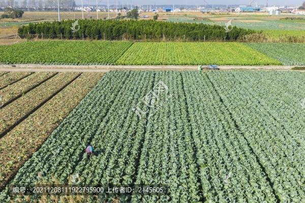 管理菜園子供應菜籃子