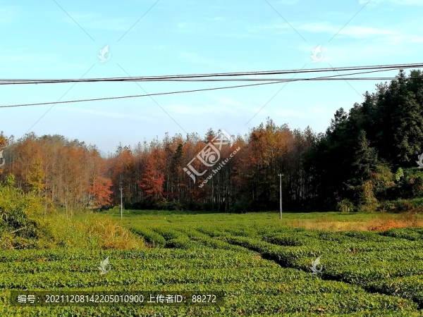茶葉
