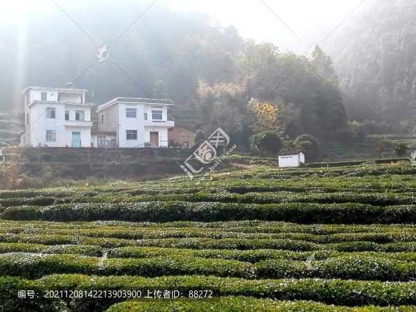 茶葉樹