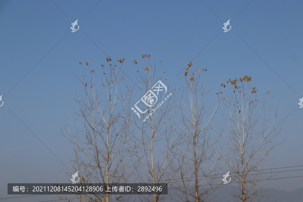 樹梢藍天