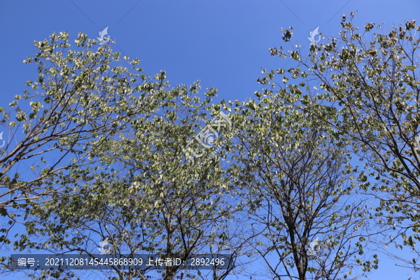 樹梢藍(lán)天