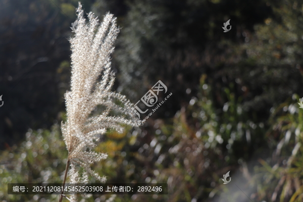 蘆花