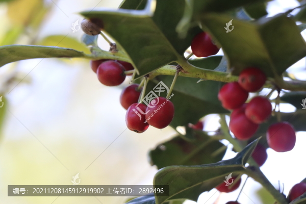 枸骨子