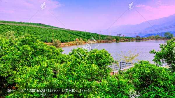 褚橙莊園