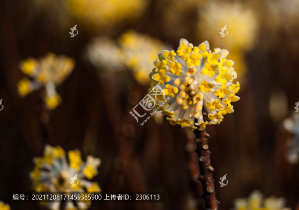 木香花