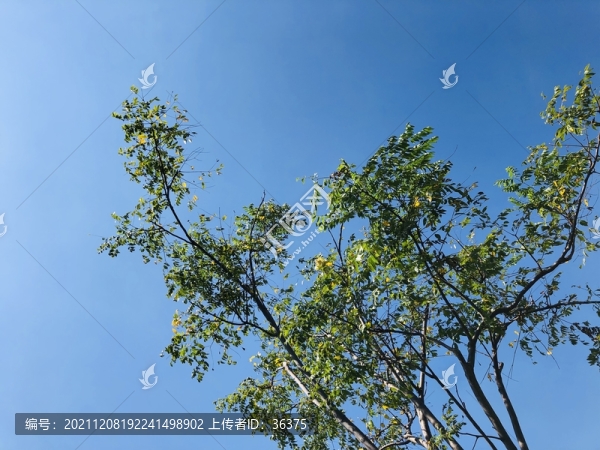 綠葉天空