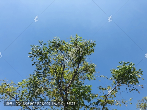綠樹素材