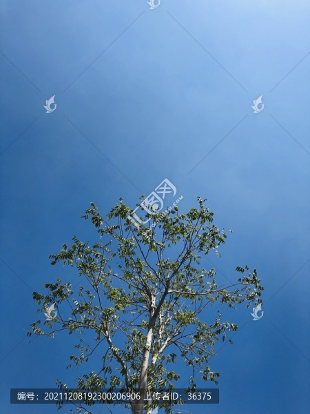 綠葉背景