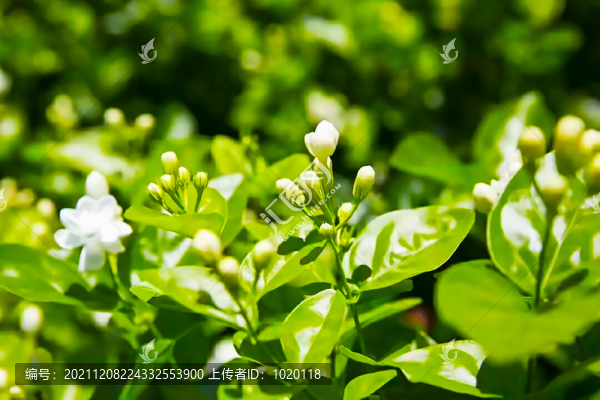 茉莉花