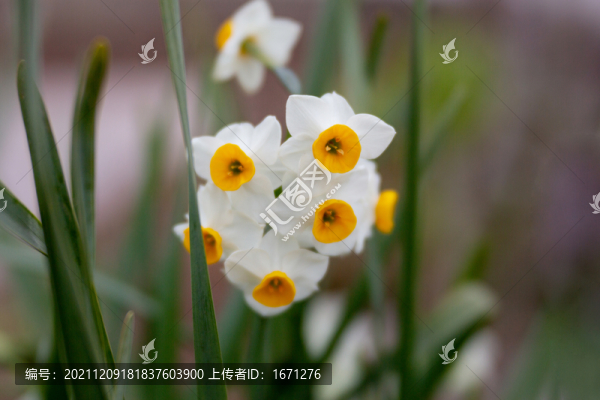 水仙花
