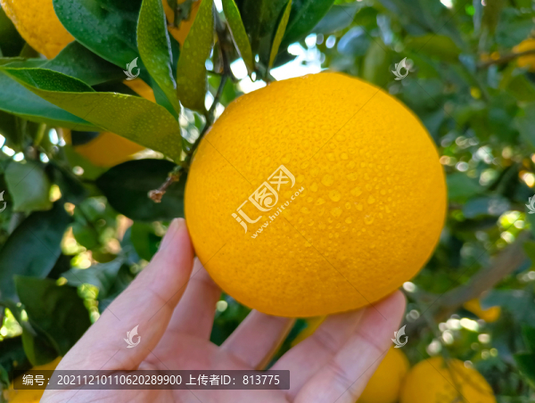 雨天摘蜜柚